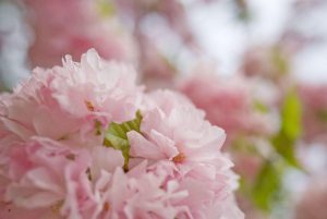 八重桜