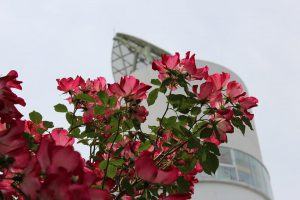 IMG_3977