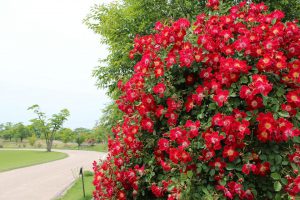 IMG_4011