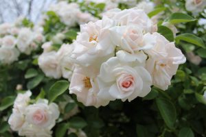IMG_4029