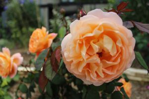 IMG_4039