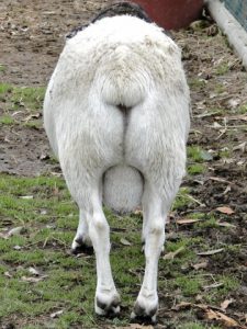 お尻