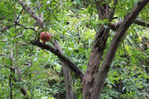 IMG_4956-1