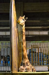 身長