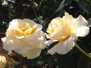 IMG_5205