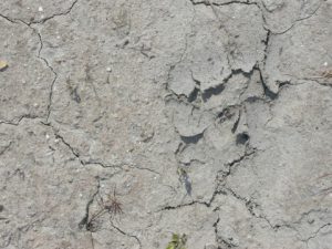 水分不足肌1