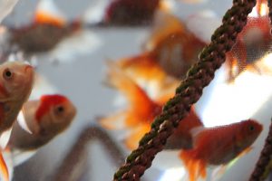 金魚1