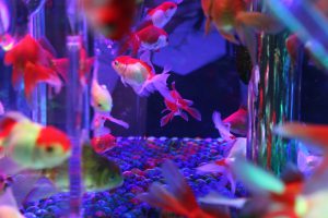 金魚2