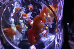 金魚3