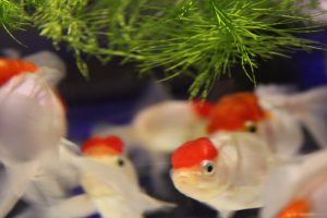 金魚4