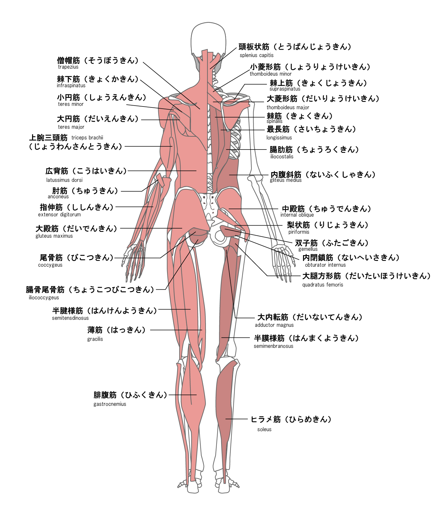 筋肉 背中